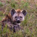 Tüpfelhyäne (Crocuta crocuta)