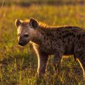 Tüpfelhyäne (Crocuta crocuta)