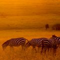 Steppenzebras (Equus quagga)