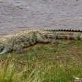 Krokodil am Mara Fluss