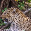 Leopard (Panthera pardus)