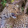Leopard (Panthera pardus)