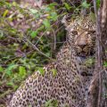 Leopard (Panthera pardus)