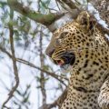 Leopard (Panthera pardus)