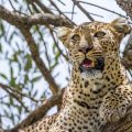 Leopard (Panthera pardus)