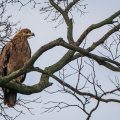 Raubadler (Aquila rapax)