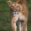 Löwin (Panthera leo)