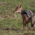 Streifenschakal (Canis adustus)