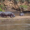 Flusspferde ( Hippopotamus amphibius)