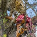 Leopard (Panthera pardus) mit Beute