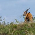 Elenantilope (Taurotragus oryx)