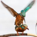 Eisvogel (Alcedo atthis) Paarung