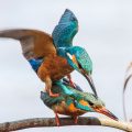 Eisvogel (Alcedo atthis) Paarung