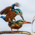 Eisvogel (Alcedo atthis) Paarung