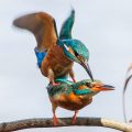 Eisvogel (Alcedo atthis) Paarung