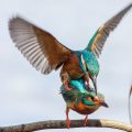 Eisvogel (Alcedo atthis) Paarung