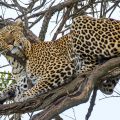 Leopard (Panthera pardus)