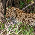 Leopard (Panthera pardus)
