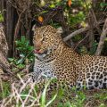 Leopard (Panthera pardus)