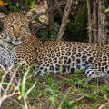 Leopard (Panthera pardus)