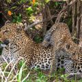 Leopardin mit Jungem (Panthera pardus)