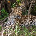 Leopardin  (Panthera pardus)