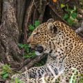 Leopardin  (Panthera pardus)