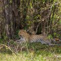Leopardin mit Jungem nach dem Fressen  (Panthera pardus)