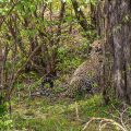 Leopardin im Dickicht  (Panthera pardus)