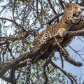 Leoparden Siesta (Panthera pardus)