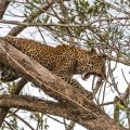 Leopard (Panthera pardus)