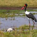 Sattelstorch (Ephippiorhynchus senegalensis)