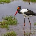 Sattelstorch (Ephippiorhynchus senegalensis)