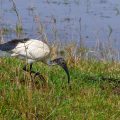 Heiliger Ibis (Threskiornis aethiopicus)