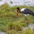 Sattelstorch (Ephippiorhynchus senegalensis)