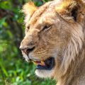 Löwenporträt (Panthera leo)