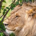Löwenporträt (Panthera leo)