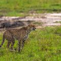 Gepard (Panthera pardus)