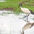 Heiliger Ibis (Threskiornis aethiopicus)