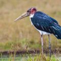 Marabu (Leptoptilos crumeniferus)