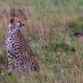 Gepard (Panthera pardus)