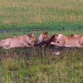 Löwenrudel bei der Mahlzeit (Panthera leo)