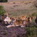 Löwenfamilie (Panthera leo)