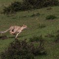 Gepard (Panthera pardus) auf der Jagd