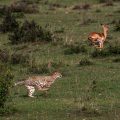 Gepard (Panthera pardus) auf der Jagd