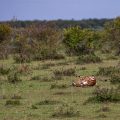 Gepard (Panthera pardus) auf der Jagd