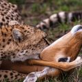 Gepard mit Jagdbeute