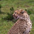 Gepardin (Panthera pardus)