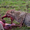 Geparden beim großen Fressen nach der Jagd