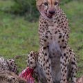 Geparden beim großen Fressen nach der Jagd